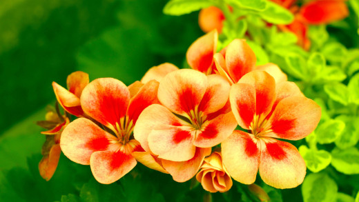 1684127 (a): :2560x1440